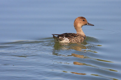 0112 Northern Pintail, female