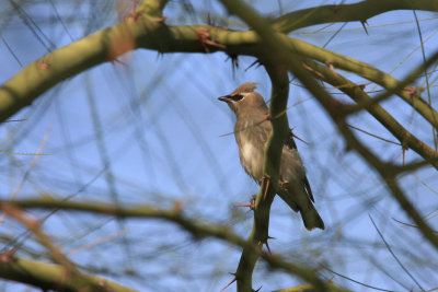 0204 Cedar Waxwing