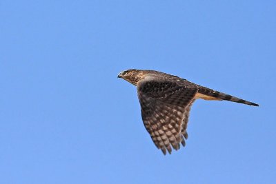 Hawk, Sharp Shinned 0207