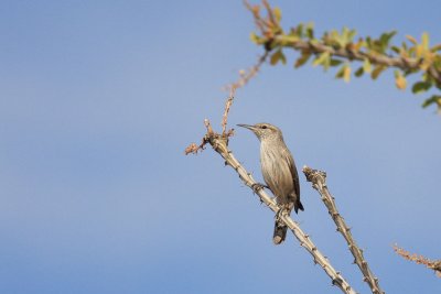 0268 Rock Wren