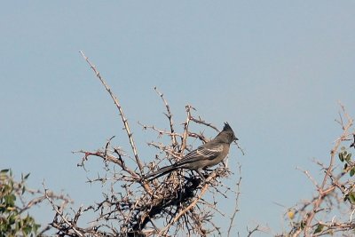 0302 Phainopepla, female