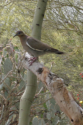 Dove, White Winged 1836