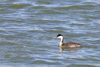 Grebe, Western 0886