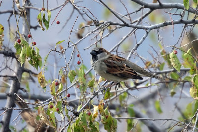 2327 House Sparrow