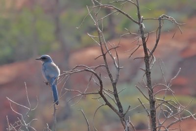 1393 Mexican Jay