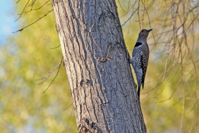 5397 Northern Flicker