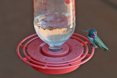 Hummingbird, Costa's 5469