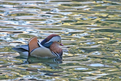 5540  Mandarin Duck