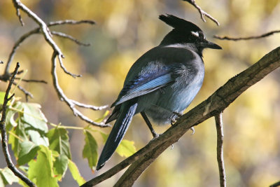 5579 Stellar Jay