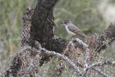 Flycatcher, Ash Throated 0964