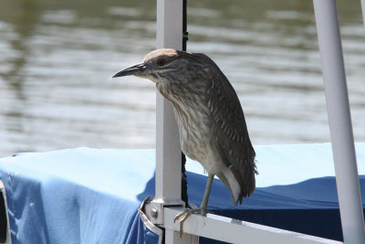 1030 Black Crowned Night Heron, juvenile