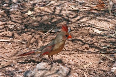 4610 Northern Cardinal, female