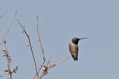 Hummingbird, Black Chinned 8059
