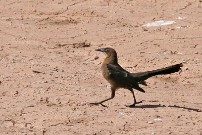 Grackle, Great Tailed 8079