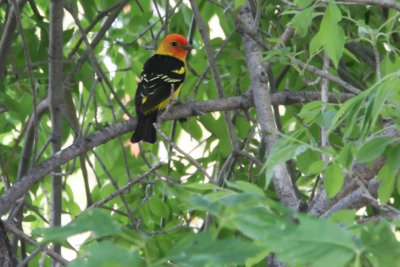 Tanager, Western 8161