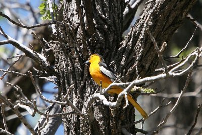 8194 Bullock's Oriole