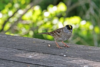 Sparrow, Golden Crowned 0045