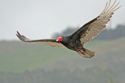 Vulture, Turkey 0582
