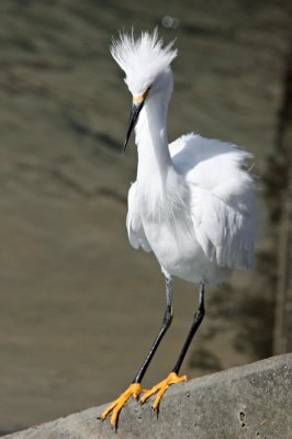 1104 Snowy Egret