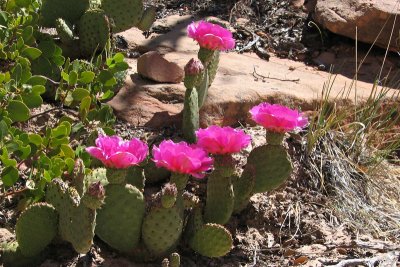 03 IMG6034 pink cactus
