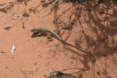 06 IMG6147 spotted lizard