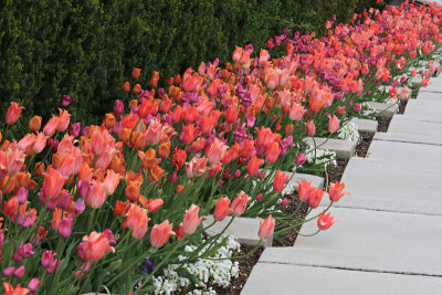 11 IMG3372 tulips along steps