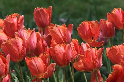12 IMG3484 orange tulips