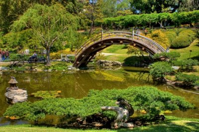 Bonsai-- Japanese Garden