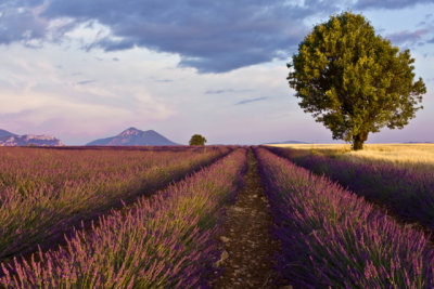 Provence -- Valensole Plateau & Cassis