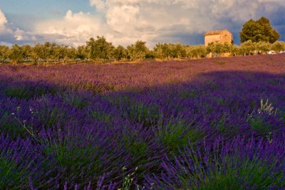 Lavender, olive trees & stone house