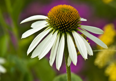 flower - botanical gardens