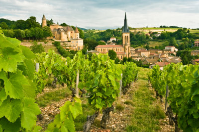 vineyard and church