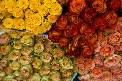 roses - farmer's market
