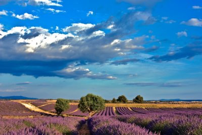HDR -Lavender field and big sky