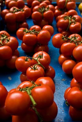 tomatoes on blue