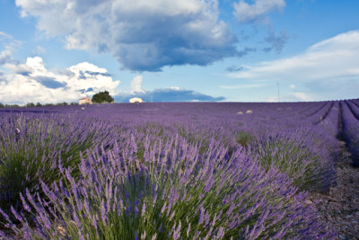 Valensole Plateau in early evening light