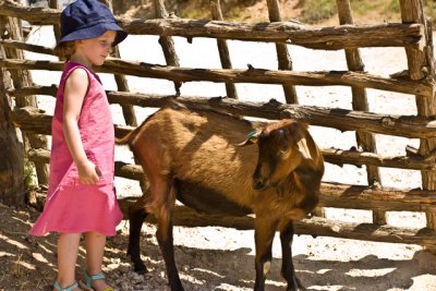 goat finds a friend