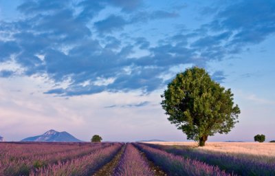 lavender meets wheat