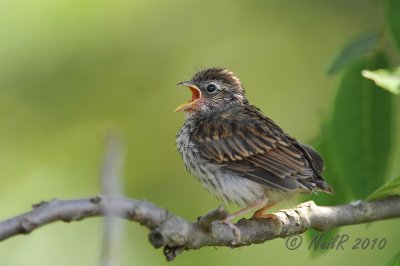 Fledgling Song Sparrow DSCN_201850.JPG