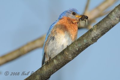 Eastern Bluebird DSCN_202230.JPG