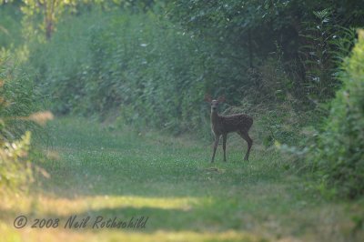 Whitetailed Deer DSCN_202246.JPG