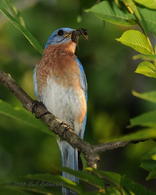 Eastern Bluebird DSCN_202262A.JPG