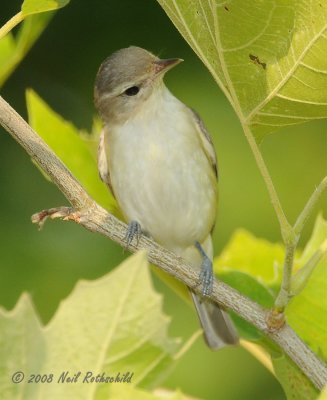 Warbling Vireo DSCN_202284.JPG