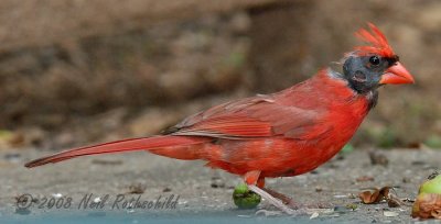 Cardinal [male molting] DSCN_118755.JPG