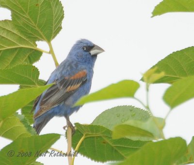 Blue Grosbeak DSCN_202419.JPG