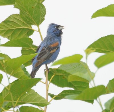 Blue Grosbeak DSCN_202415.JPG