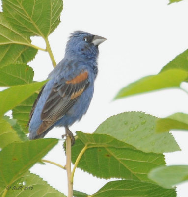 Blue Grosbeak DSCN_202418.JPG