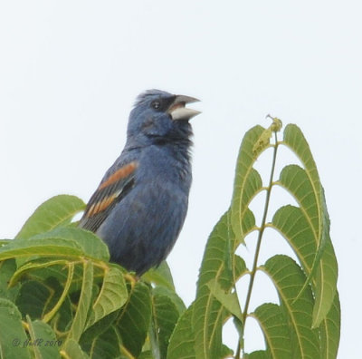 Blue Grosbeak DSCN_202425.JPG