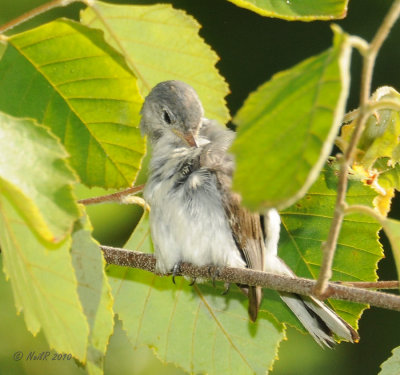 Juvenile Gnatcatcher DSCN_202444.JPG