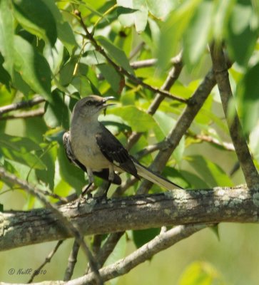 Mockingbird DSCN_202506.JPG